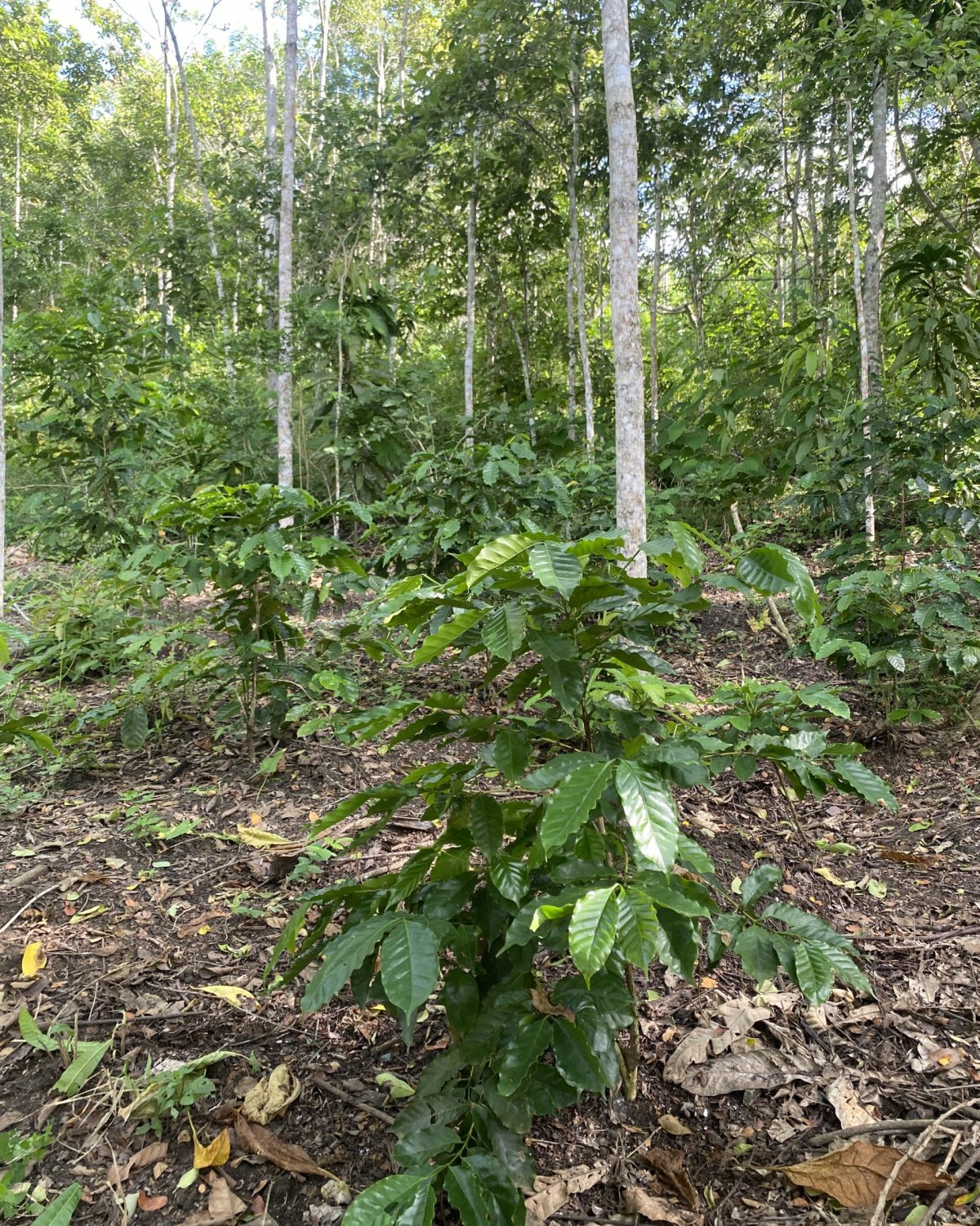 2025-03_Kaffee Ernte12