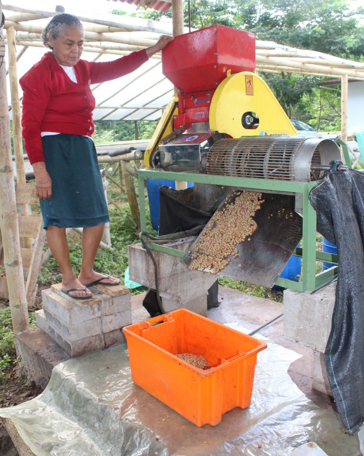 2025-03_Kaffee Ernte3