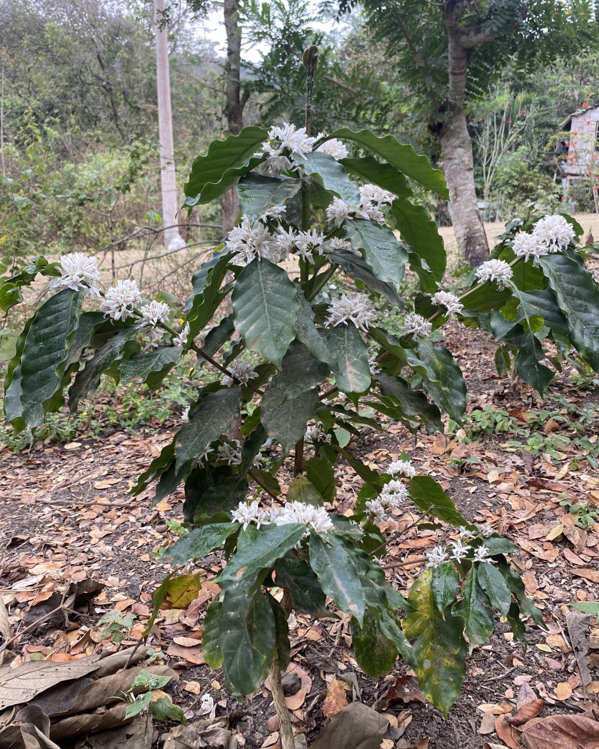 2025-03_Kaffee Ernte9